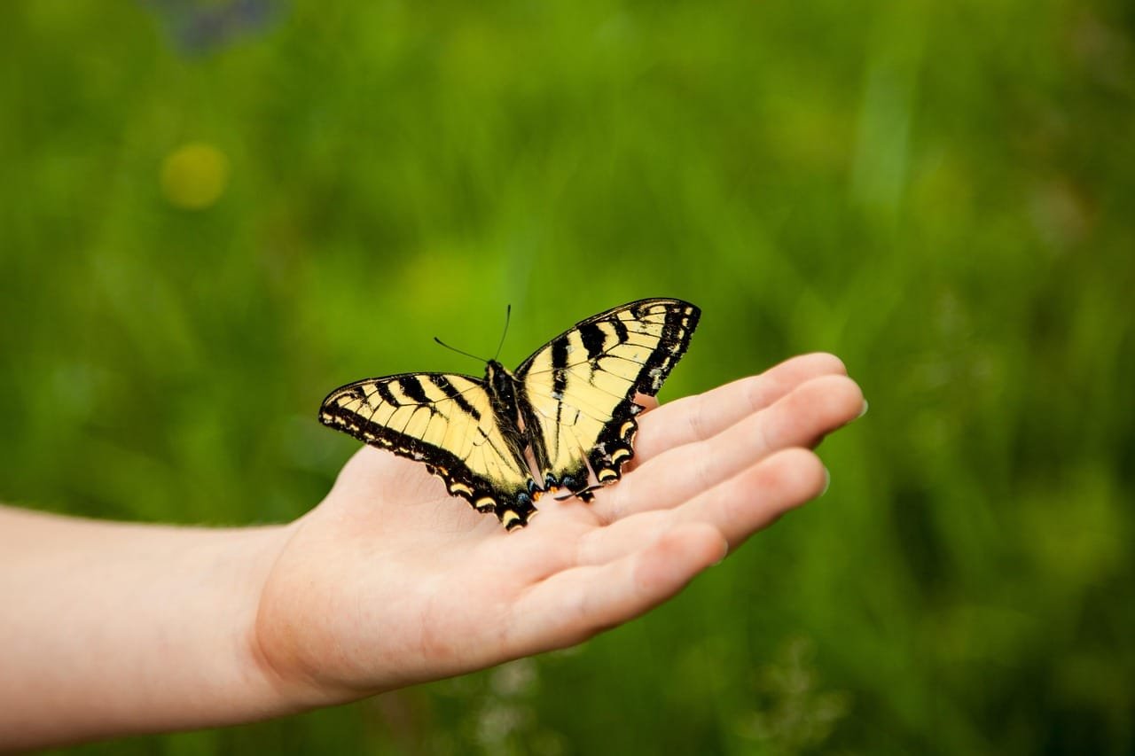 butterfly, land, nature, insect, landed, summer, butterflies, freedom, hold, wings, hand