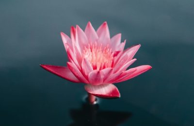pink flowers on body of water